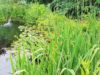 Gartenteich